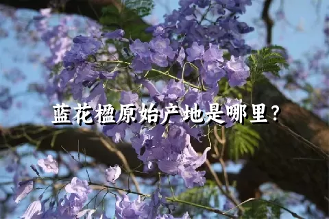 蓝花楹原始产地是哪里？