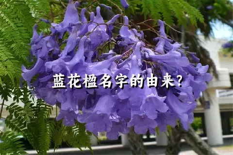 蓝花楹名字的由来？