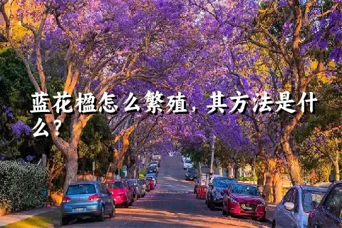 蓝花楹怎么繁殖，其方法是什么？