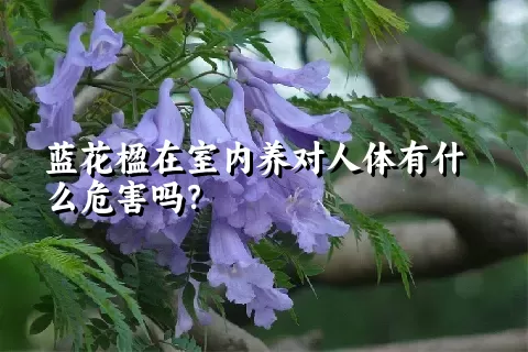 蓝花楹在室内养对人体有什么危害吗？