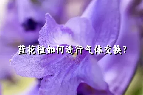 蓝花楹如何进行气体交换？