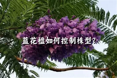 蓝花楹如何控制株型？