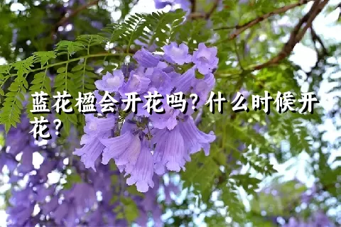 蓝花楹会开花吗？什么时候开花？