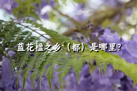 蓝花楹之乡（都）是哪里？