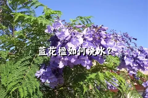 蓝花楹如何浇水？