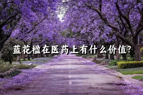 蓝花楹在医药上有什么价值？