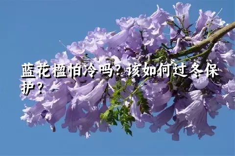 蓝花楹怕冷吗？该如何过冬保护？