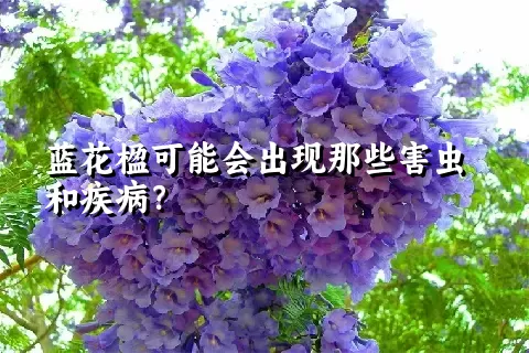 蓝花楹可能会出现那些害虫和疾病？