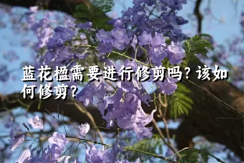 蓝花楹需要进行修剪吗？该如何修剪？