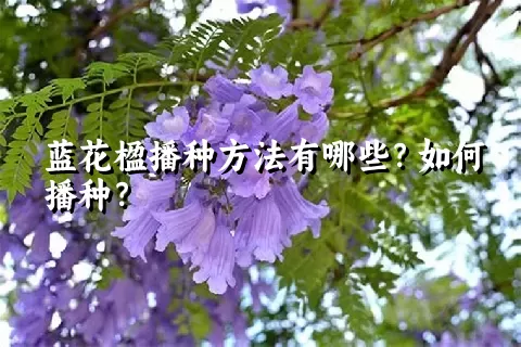 蓝花楹播种方法有哪些？如何播种？