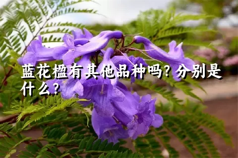 蓝花楹有其他品种吗？分别是什么？