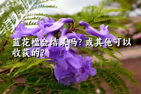 蓝花楹会结果吗？或其他可以收获的？