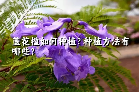 蓝花楹如何种植？种植方法有哪些？