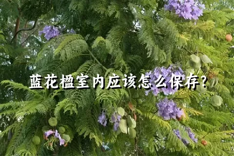 蓝花楹室内应该怎么保存？