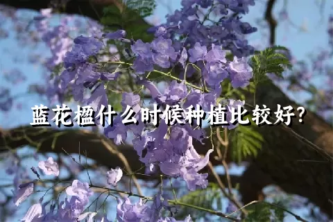 蓝花楹什么时候种植比较好？