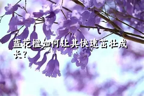 蓝花楹如何让其快速茁壮成长？