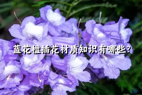 蓝花楹插花材质知识有哪些？