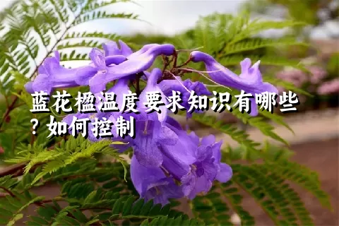 蓝花楹温度要求知识有哪些？如何控制