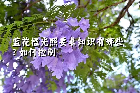 蓝花楹光照要求知识有哪些？如何控制