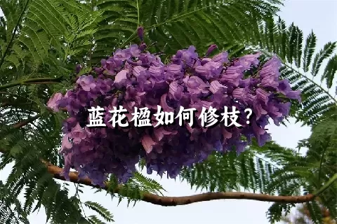 蓝花楹如何修枝？