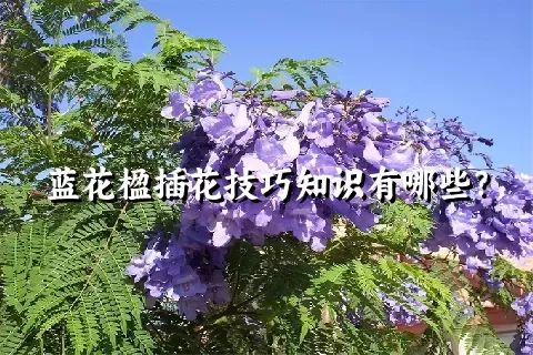 蓝花楹插花技巧知识有哪些？