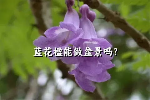 蓝花楹能做盆景吗？