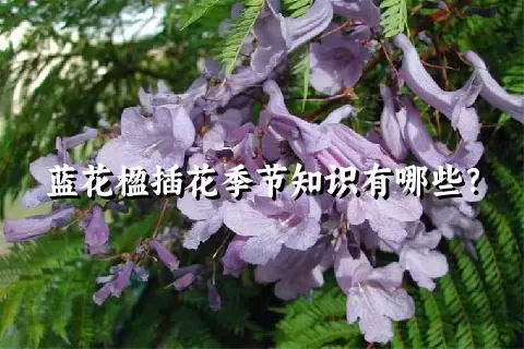 蓝花楹插花季节知识有哪些？