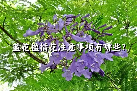 蓝花楹插花注意事项有哪些？