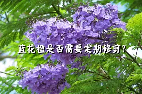 蓝花楹是否需要定期修剪？