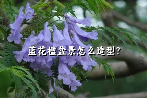 蓝花楹盆景怎么造型？