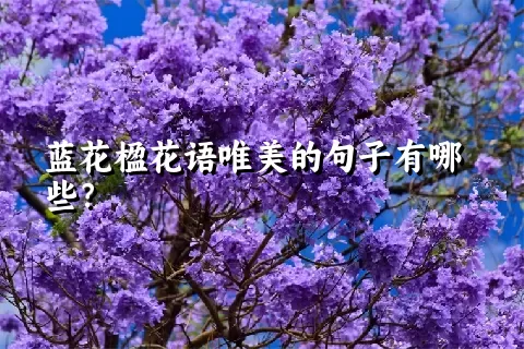 蓝花楹花语唯美的句子有哪些？