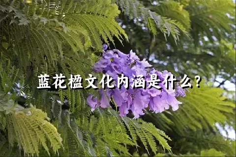 蓝花楹文化内涵是什么？