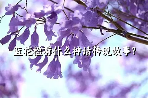 蓝花楹有什么神话传说故事？