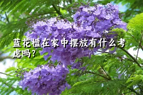 蓝花楹在家中摆放有什么考虑吗？