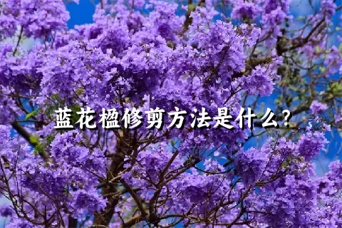 蓝花楹修剪方法是什么？