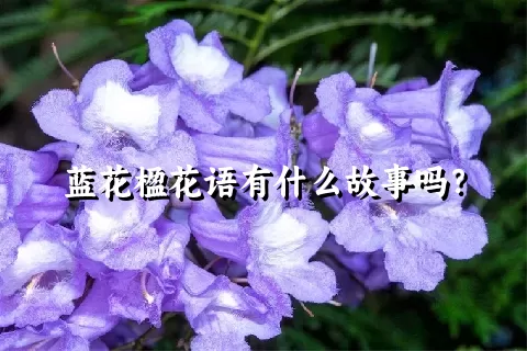 蓝花楹花语有什么故事吗？