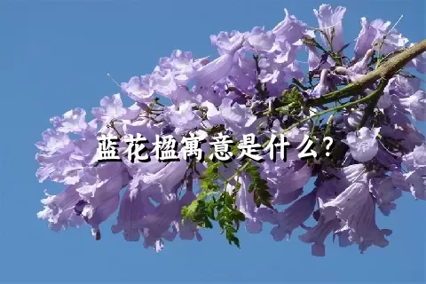 蓝花楹寓意是什么？