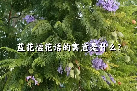 蓝花楹花语的寓意是什么？