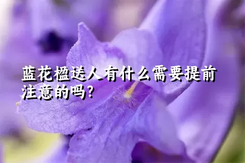 蓝花楹送人有什么需要提前注意的吗？