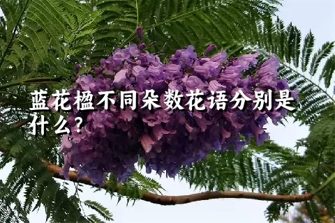 蓝花楹不同朵数花语分别是什么？