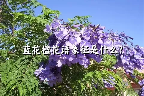 蓝花楹花语象征是什么？