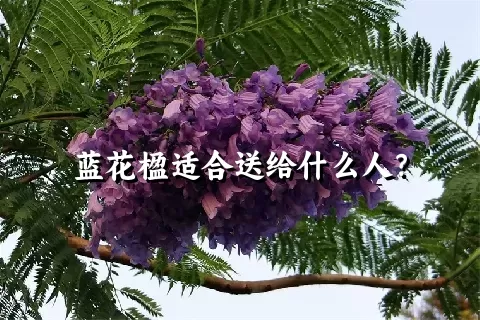 蓝花楹适合送给什么人？