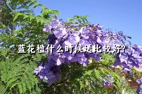 蓝花楹什么时候送比较好？