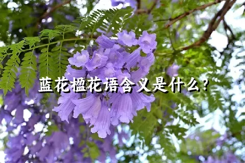 蓝花楹花语含义是什么？