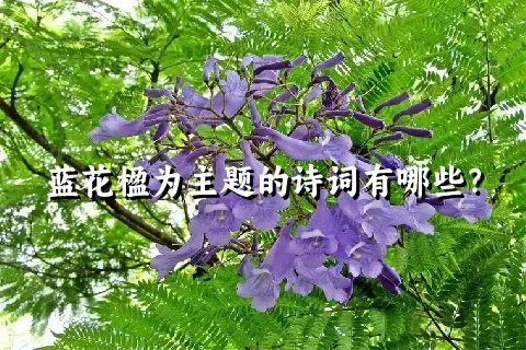 蓝花楹为主题的诗词有哪些？