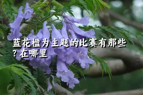 蓝花楹为主题的比赛有那些？在哪里