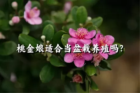 桃金娘适合当盆栽养殖吗？