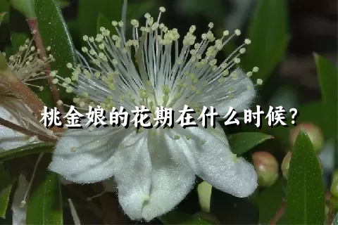 桃金娘的花期在什么时候？