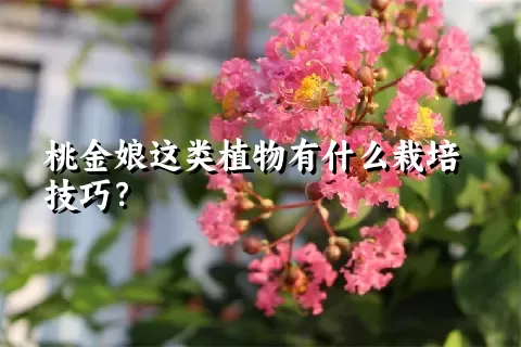 桃金娘这类植物有什么栽培技巧？