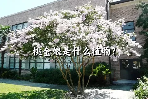 桃金娘是什么植物？